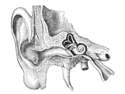 model of the ear