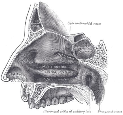 descriptive picture of the nose