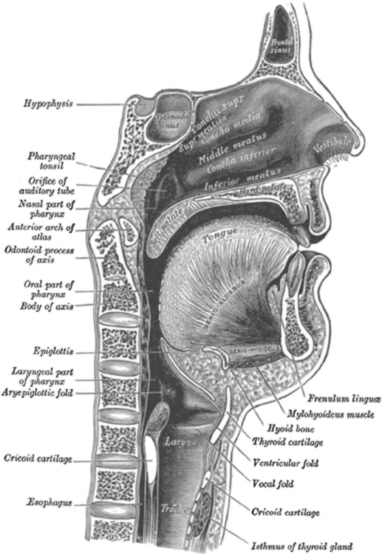 descriptive picture of the throat