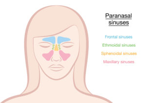 where the 4 sinuses are located on the face