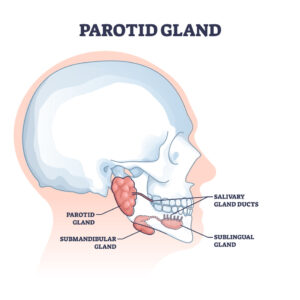 Parotid and Salivary gland